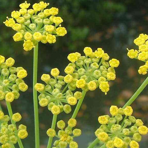 ARBORIX - 6 x Fenouil - Foeniculum vulgare  - godet 9cm x 9cm - large