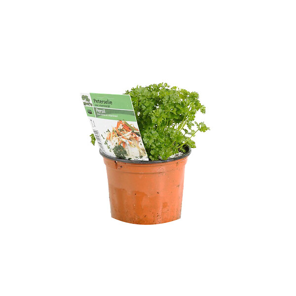 ARBORIX - 6 x Persil plat - Petroselinum crispum  - godet 9cm x 9cm - large