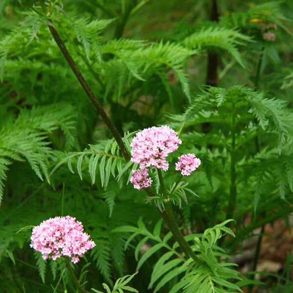 ARBORIX - 6 x Valériane officinale - Valeriana officinalis  - godet 9cm x 9cm - large