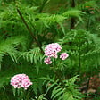 ARBORIX - 6 x Valériane officinale - Valeriana officinalis  - godet 9cm x 9cm - vignette