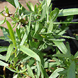 ARBORIX - 6 x Estragon 'Senior' - Artemisia dracunculus 'Senior'  - godet 9cm x 9cm - vignette