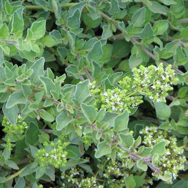 ARBORIX - 6 x Origan commun - Origanum vulgare  - godet 9cm x 9cm - large