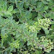 ARBORIX - 6 x Origan commun - Origanum vulgare  - godet 9cm x 9cm - vignette