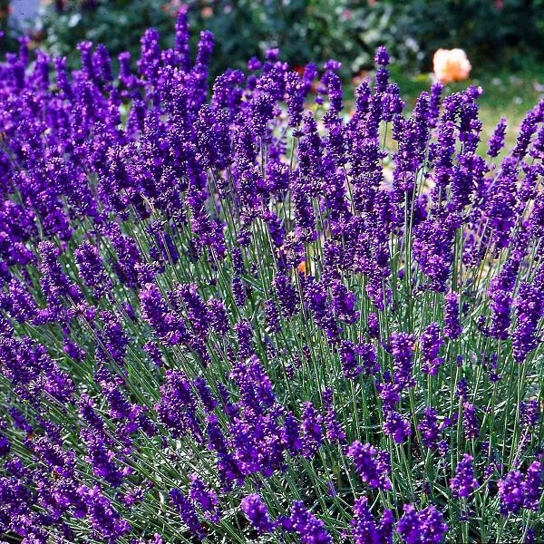 ARBORIX - 6 x Lavande officinale - Lavandula angustifolia  - godet 9cm x 9cm - large