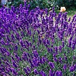 ARBORIX - 6 x Lavande officinale - Lavandula angustifolia  - godet 9cm x 9cm - vignette
