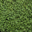 ARBORIX - 6 x Thym commun 'Compactus' - Thymus vulgaris 'Compactus'  - godet 9cm x 9cm - vignette