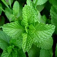 ARBORIX - 6 x Menthe poivrée - Mentha piperita  - godet 9cm x 9cm - vignette