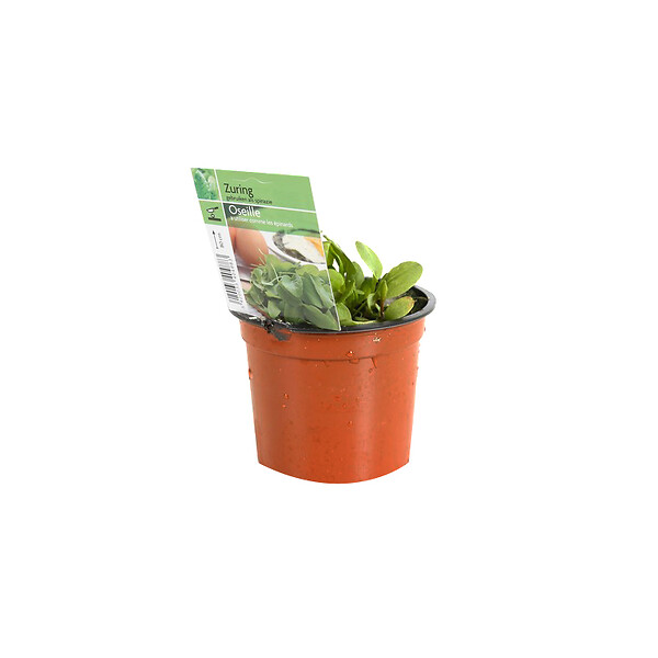ARBORIX - 6 x Oseille commune - Rumex acetosa  - godet 9cm x 9cm - large
