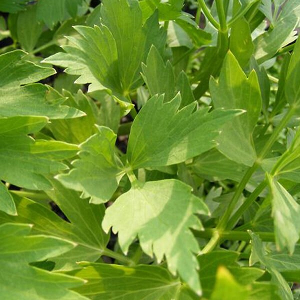 ARBORIX - 6 x Livèche officinale - Levisticum officinale  - godet 9cm x 9cm - large