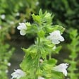ARBORIX - 6 x Mélisse citronnelle - Melissa officinalis  - godet 9cm x 9cm - vignette