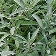 ARBORIX - 6 x Sauge officinale - Salvia officinalis  - godet 9cm x 9cm - vignette