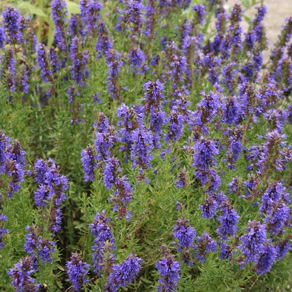 ARBORIX - 6 x Hysope officinale - Hyssopus officinalis  - godet 9cm x 9cm - large