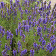ARBORIX - 6 x Hysope officinale - Hyssopus officinalis  - godet 9cm x 9cm - vignette