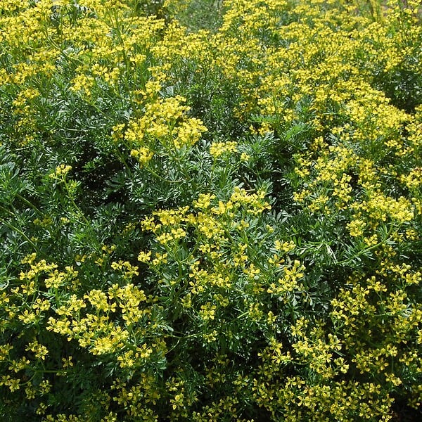 ARBORIX - 6 x Rue - Ruta graveolens  - godet 9cm x 9cm - large