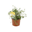 ARBORIX - 6 x Thym citron - Thymus citriodorus  - godet 9cm x 9cm - vignette