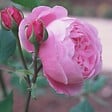 ARBORIX - Kordes Rose des fées - Rosa 'Queen Elizabeth' - vignette