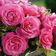 ARBORIX - Kordes Eleganza® rosier - Rosa 'Eliza' - vignette