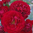 ARBORIX - Rosier Kordes - Rosa 'Bordeaux'® - vignette