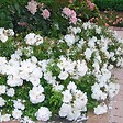ARBORIX - Kordes Rigo-rosier - Rosa 'Diamant' - vignette