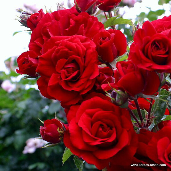 ARBORIX - Rosier grimpante Kordes - Rosa 'Amadeus'® - large