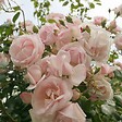 ARBORIX - Rosier grimpante - Rosa 'New Dawn' - vignette