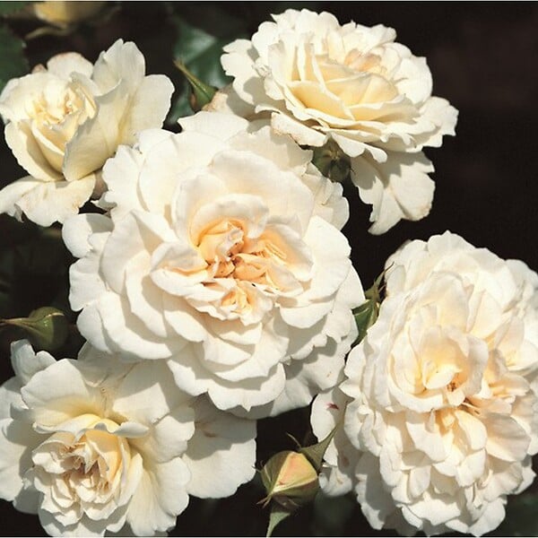 ARBORIX - Rosier Kordes - Rosa 'Petticoat'® - large