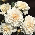 ARBORIX - Rosier Kordes - Rosa 'Petticoat'® - vignette
