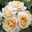 ARBORIX - Kordes Rose des fées - Rosa 'Lions - Rose'® - vignette