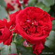 ARBORIX - Kordes Rose des fées - Rosa 'Rötkäppchen'® - vignette