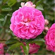 ARBORIX - Rose pleureuse - Rosa 'Dorothy Perkins' - vignette