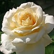 ARBORIX - Kordes Eleganza® rosier - Rosa 'La Perla'® - vignette