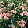 ARBORIX - Rose grimpante Kordes - Rosa 'Aprikola' - vignette