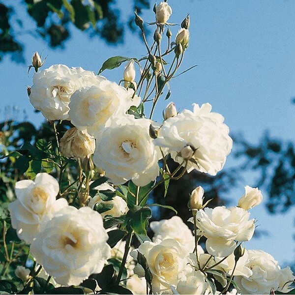 ARBORIX - 2 x Rosier Kordes - Rosa 'Schneewittchen' - large