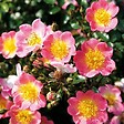 ARBORIX - Kordes Nectar Rosier - Rosa 'Topolina' - vignette