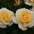 ARBORIX - Kordes Eleganza® rosier - Rosa 'Winter Sun'® - vignette