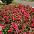 ARBORIX - Kordes Rigo-rosier - Rosa 'Gärtnerfreude'® - vignette