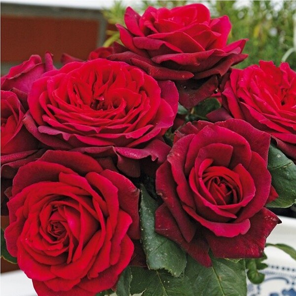 ARBORIX - Kordes Parfuma® rosier - Rosa 'Gräfin Diana'® - large