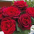 ARBORIX - Kordes Parfuma® rosier - Rosa 'Gräfin Diana'® - vignette