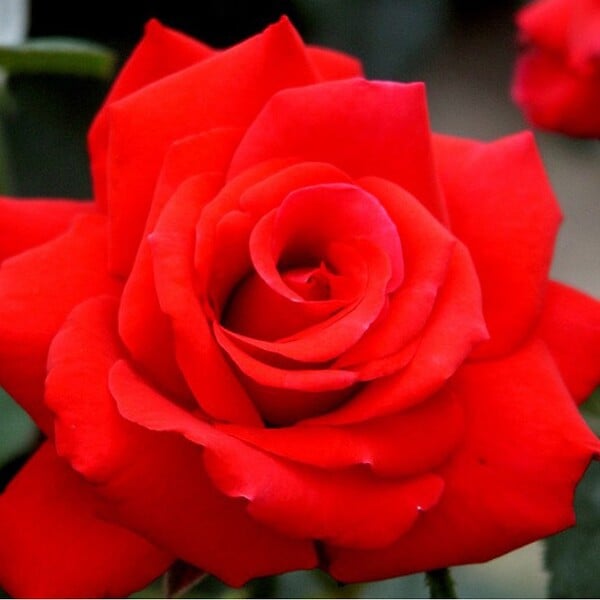 ARBORIX - Kordes Eleganza® rosier - Rosa 'Grande Amore'® - large