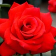 ARBORIX - Kordes Eleganza® rosier - Rosa 'Grande Amore'® - vignette