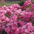 ARBORIX - Kordes Rigo-rosier - Rosa 'Maxi Vita'® - vignette