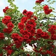 ARBORIX - Rosier grimpante Kordes - Rosa 'Sympathie' - vignette