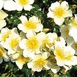 ARBORIX - Kordes Nectar Rosier - Rosa 'Sonnenröschen'® - vignette