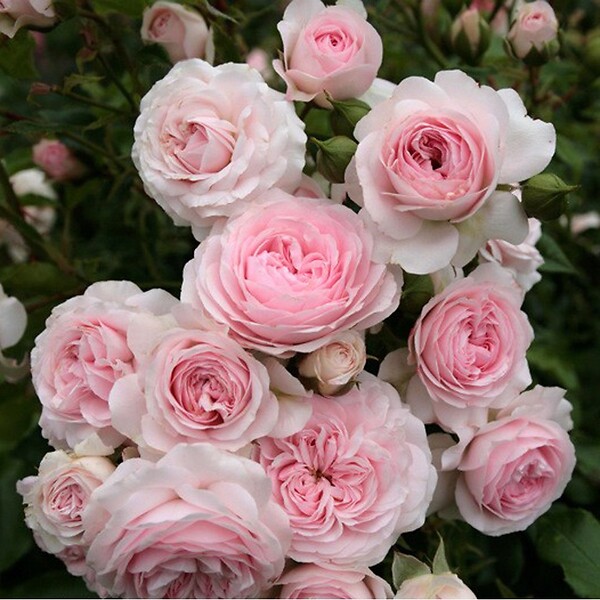ARBORIX - Rosier Kordes - Rosa 'Larissa'® - large