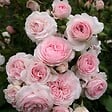 ARBORIX - Rosier Kordes - Rosa 'Larissa'® - vignette