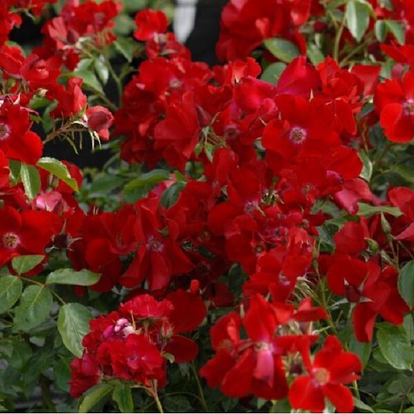 ARBORIX - Rosier couvre-sol - Rosa 'Apache' - large