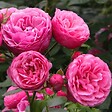 ARBORIX - Kordes Rose des fées - Rosa 'Pomponella'® - vignette