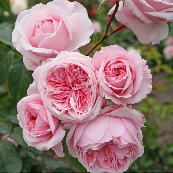 ARBORIX - Kordes Parfuma® rosier - Rosa 'Kiss Me Kate'® - large