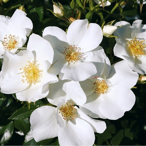 ARBORIX - Kordes Nectar Rosier - Rosa 'Escimo' - large