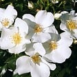 ARBORIX - Kordes Nectar Rosier - Rosa 'Escimo' - vignette